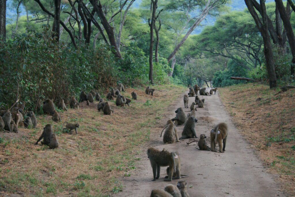 giraffe manor eating breakfast with giraffes kenya awe inspiring andBeyond Serengeti Under Canvas tanzania Camp Africa safari zebra elephant lion hippopotamus crocodile cape buffalo giraffe bird Serengeti under canvas Ngorongoro crater lodge Matetsi Victoria Falls Bateleur camp