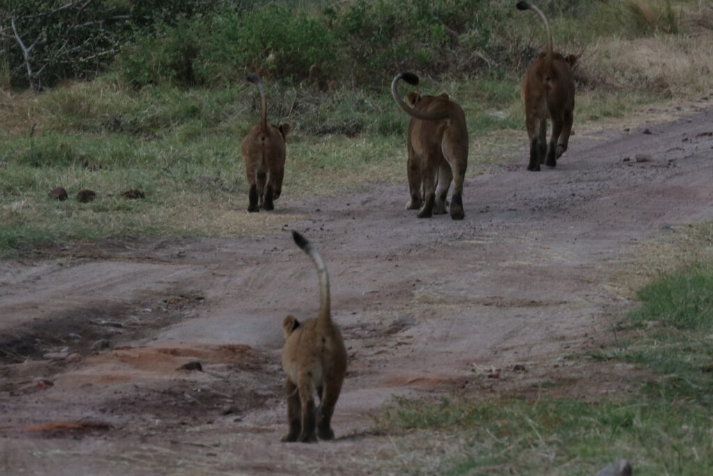 giraffe manor eating breakfast with giraffes kenya awe inspiring andBeyond Serengeti Under Canvas tanzania Camp Africa safari zebra elephant lion hippopotamus crocodile cape buffalo giraffe bird Serengeti under canvas Ngorongoro crater lodge Matetsi Victoria Falls Bateleur camp