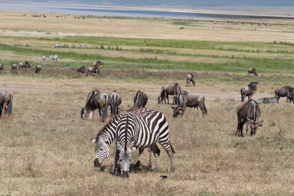 giraffe manor eating breakfast with giraffes kenya awe inspiring andBeyond Serengeti Under Canvas tanzania Camp Africa safari zebra elephant lion hippopotamus crocodile cape buffalo giraffe bird Serengeti under canvas Ngorongoro crater lodge Matetsi Victoria Falls Bateleur camp