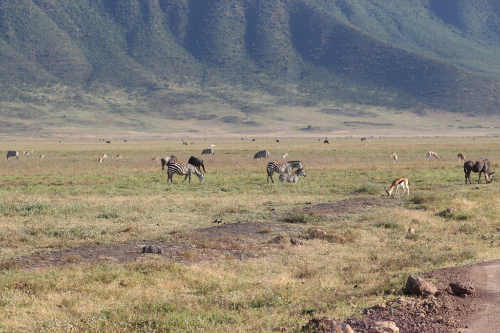 giraffe manor eating breakfast with giraffes kenya awe inspiring andBeyond Serengeti Under Canvas tanzania Camp Africa safari zebra elephant lion hippopotamus crocodile cape buffalo giraffe bird Serengeti under canvas Ngorongoro crater lodge Matetsi Victoria Falls Bateleur camp