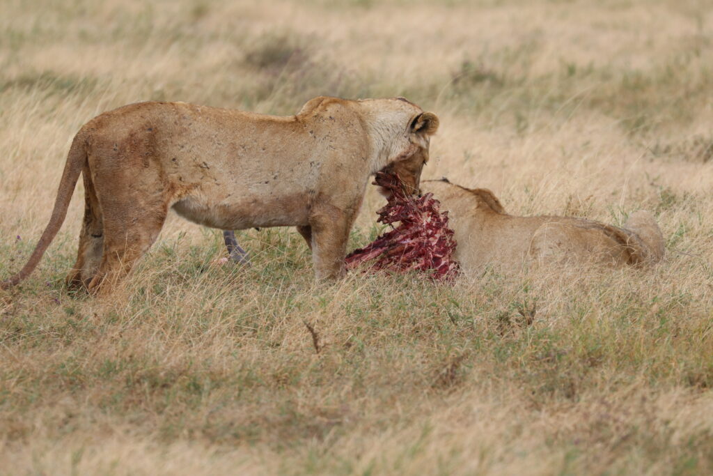 giraffe manor eating breakfast with giraffes kenya awe inspiring andBeyond Serengeti Under Canvas tanzania Camp Africa safari zebra elephant lion hippopotamus crocodile cape buffalo giraffe bird Serengeti under canvas Ngorongoro crater lodge Matetsi Victoria Falls Bateleur camp