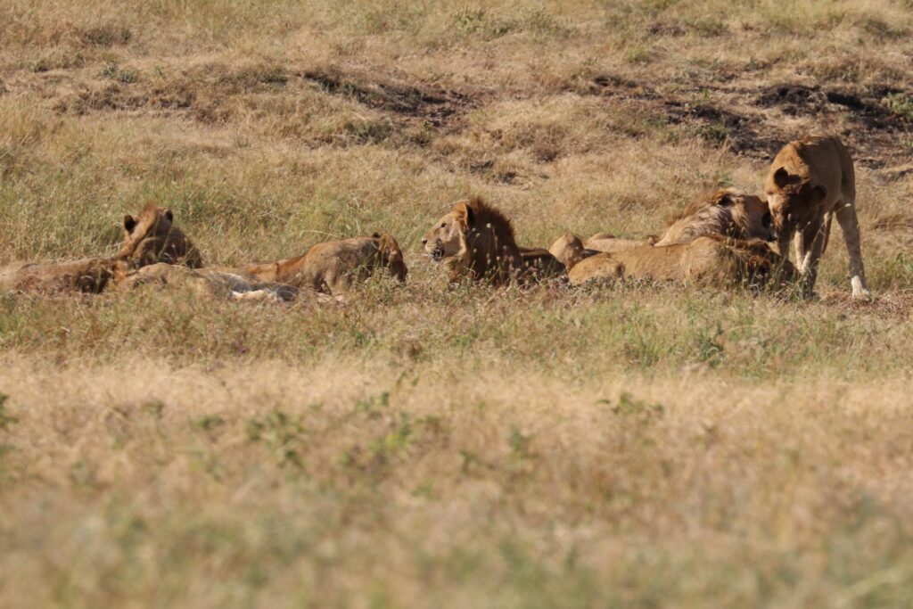 giraffe manor eating breakfast with giraffes kenya awe inspiring andBeyond Serengeti Under Canvas tanzania Camp Africa safari zebra elephant lion hippopotamus crocodile cape buffalo giraffe bird Serengeti under canvas Ngorongoro crater lodge Matetsi Victoria Falls Bateleur camp