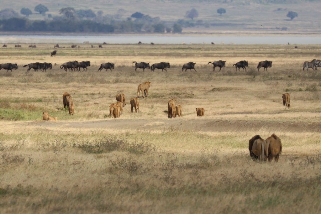 giraffe manor eating breakfast with giraffes kenya awe inspiring andBeyond Serengeti Under Canvas tanzania Camp Africa safari zebra elephant lion hippopotamus crocodile cape buffalo giraffe bird Serengeti under canvas Ngorongoro crater lodge Matetsi Victoria Falls Bateleur camp