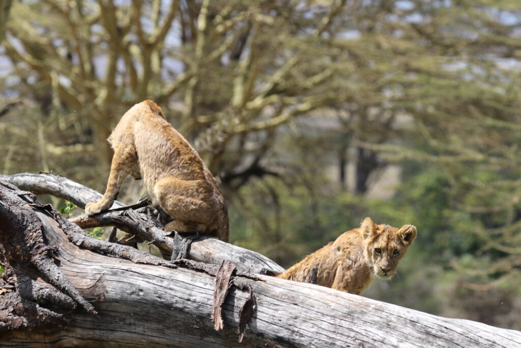 giraffe manor eating breakfast with giraffes kenya awe inspiring andBeyond Serengeti Under Canvas tanzania Camp Africa safari zebra elephant lion hippopotamus crocodile cape buffalo giraffe bird Serengeti under canvas Ngorongoro crater lodge Matetsi Victoria Falls Bateleur camp