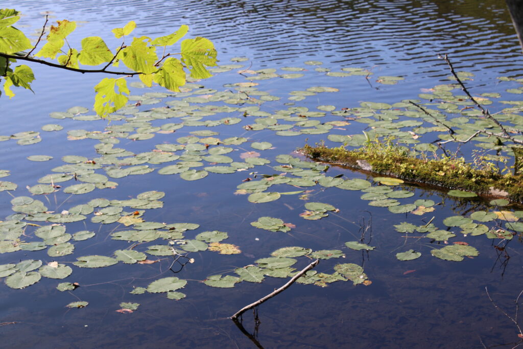 Vermont travel blog to vermont travel blog for empty nesters travel blog for adventurous families foliage travel inspiration Burlington vermont woodstock vermont wilmington vermont lye brook falls hike hiking in the green mountain state burlington bikeway greenway Made Inn Vermont  Pizza Verita biking in burlington local motion bike rental lake champlain Muddy Waters RiRa Farmhouse Tap and Grill Camel's Hump Loop via Burrow Trail Blue Horse Inn Woodstock Vermont travel inspiration blog Melaza Bistro Mount Tom Hike Faulkner Trail Marsh-Billings Rockefeller National Historic Park Ottauquechee River Woodstock Farmers' Market Quechee Simon Pearce Mount Olga Hogback ski area Molly Stark State park  Beer Naked Brewery La Casita Haystack Mountain Village Roost Wilmington Vermont