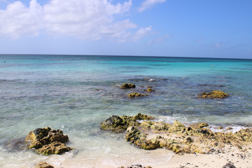 aruba boat boca catalina mangel halto eagle beach palm beach aruba premier boat and dive snorkel baby beach rogers beach oceania pincho's Matthew's beachside the west deck flying fishbone oranjestad zeerovers savaneta jetblue covid test travel christmas holiday blue water normal screaming eagle santos coffee clover market superfoods UTV natural pool arikok national park desert boca prins dos playa fishing california lighthouse rental car swim aruba bathing suit Urataka pizza murano glass blowing airport aruba yemanja passions on the beach moomba's